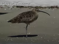 Amerikaanse regenwulp [Numenius hudsonicus]
